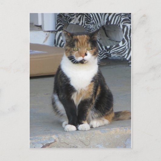 Calico Cat Briefkaart (Voorkant)