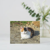 Calico Cat-foto Briefkaart (Staand voorkant)