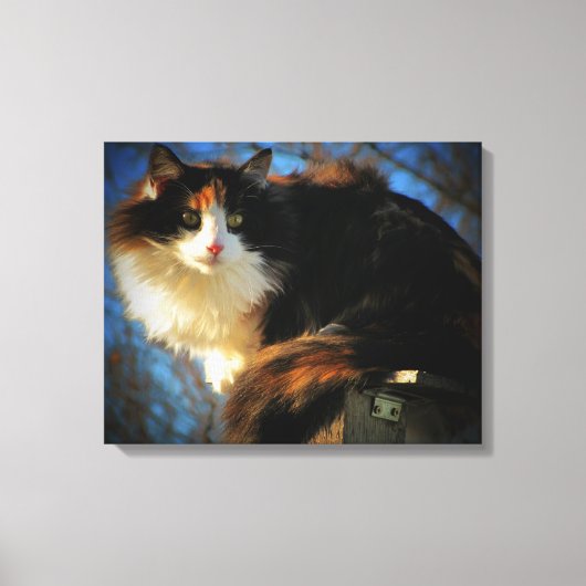 Calico Cat in de wind Canvas Afdruk (Voorkant)