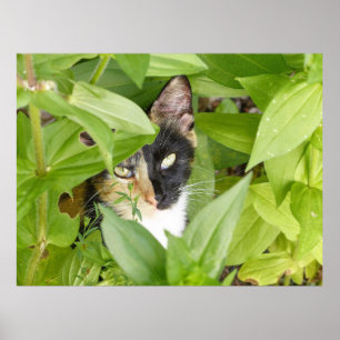 Calico Cat in de Zinnias Poster