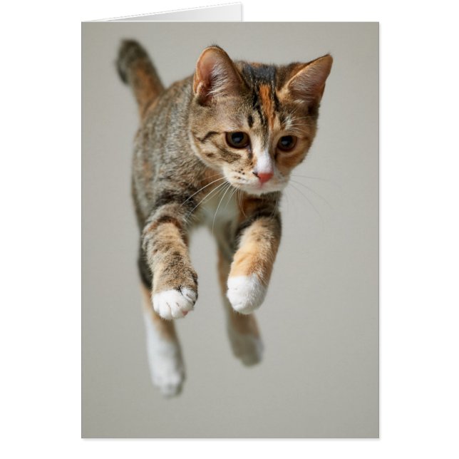 Calico Cat Jumping (Voorkant)
