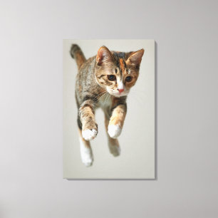 Calico Cat Jumping Canvas Afdruk