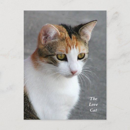 Calico Cat Love Briefkaart (Voorkant)
