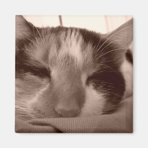 Calico cat magnet magneet