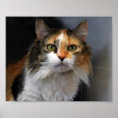 Calico Cat met lange adem Poster (Voorkant)