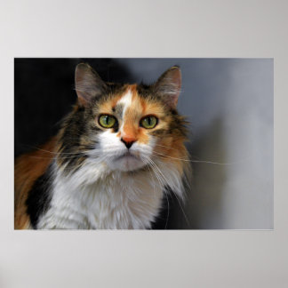 Calico Cat met lange adem Poster