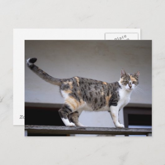 Calico Cat op het balkon Briefkaart (Voorkant / Achterkant)