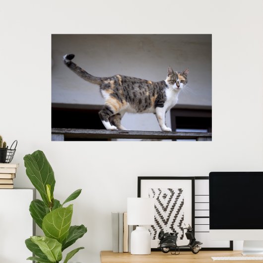 Calico Cat op het balkon Poster (Thuiskantoor)