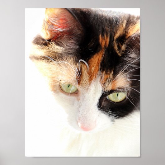 Calico Cat Poster (Voorkant)