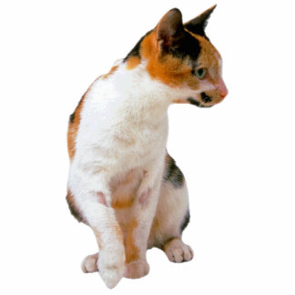 Calico Cat Staand Fotobeeldje
