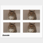 Calico Cat-Stickers Rechthoekige Sticker (Vel)