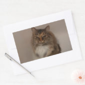 Calico Cat-Stickers Rechthoekige Sticker (Envelop)