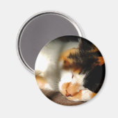 Calico Cat Sunning Magneet (Voorkant / Achterkant)