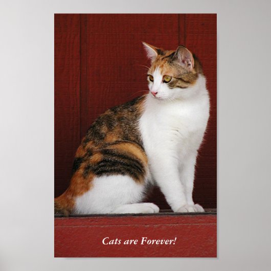 Calico Cats Rule! Poster (Voorkant)