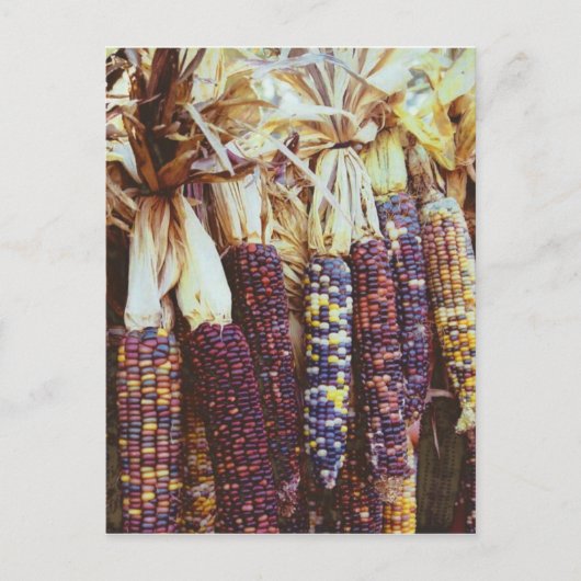 Calico Corn Briefkaart (Voorkant)