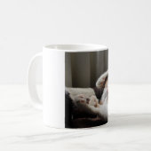 Calico dort dans la tasse au soleil (Devant gauche)