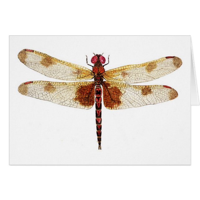 Calico Dragonfly (Voorkant Horizontaal)
