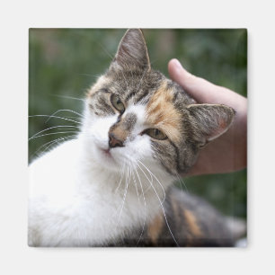 Calico Enjoys A Stroke Magneet