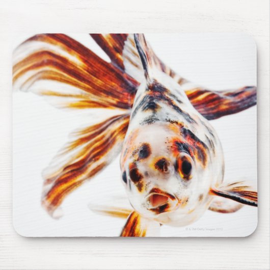 Calico Fantail Comet goldfish (Carassius) Muismat (Voorkant)