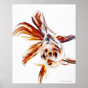 Calico Fantail Comet goldfish (Carassius) Poster