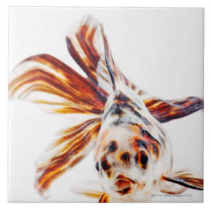 Calico Fantail Comet goldfish (Carassius) Tegeltje