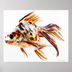 Calico Fantail Comet goudvis Poster