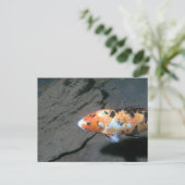 Calico Fish Briefkaart (Staand voorkant)