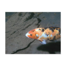 Calico Fish