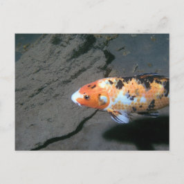 Calico Fish Briefkaart