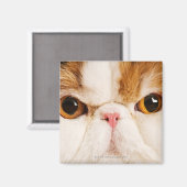 Calico Harlequin Persian Magneet (Voorkant / Achterkant)