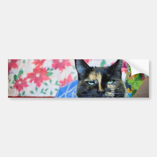 Calico I Bumpersticker (Voorkant)