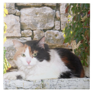 Calico in een steenraam tegeltje
