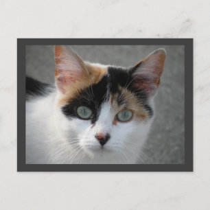 Calico kat briefkaart