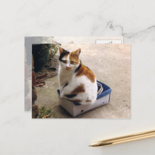 Calico-kat in een doos briefkaart