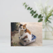 Calico-kat in een doos briefkaart (Staand voorkant)