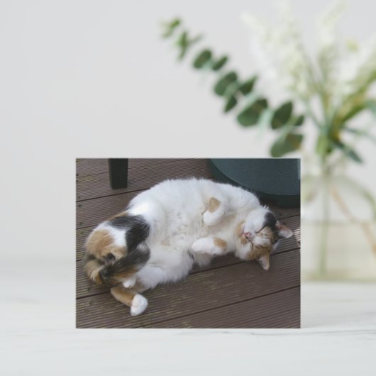 Calico-kat kromp op het decking briefkaart (Staand voorkant)