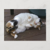 Calico-kat kromp op het decking briefkaart (Voorkant)