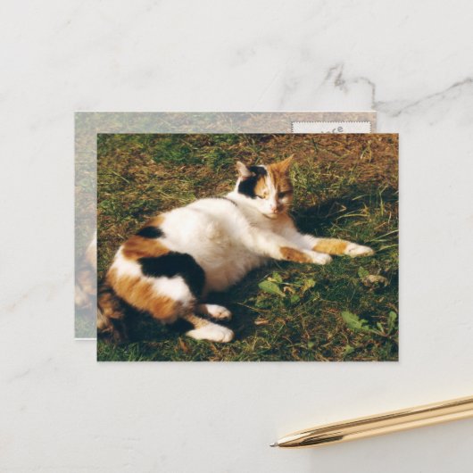Calico-kat ligt op het gras briefkaart (Voorkant / Achterkant in situ)