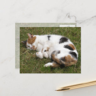 Calico-kat ligt op het gras briefkaart