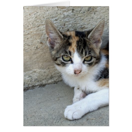 Calico Kitten (Devant)