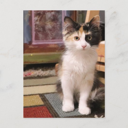 Calico Kitten Briefkaart (Voorkant)