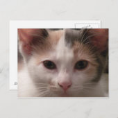 Calico kitten briefkaart (Voorkant / Achterkant)