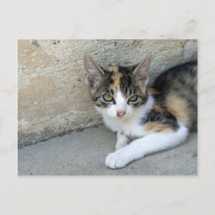 Calico Kitten Briefkaart