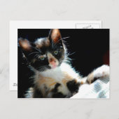 Calico Kitten Briefkaart (Voorkant / Achterkant)