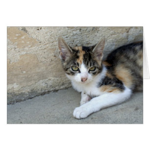 Calico Kitten endormi