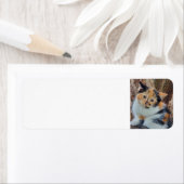 Calico kitten etiket (Insitu)