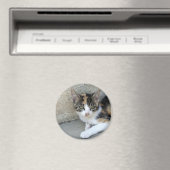 Calico Kitten Magneet (Insitu (Vaatwasser))