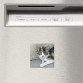 Calico Kitten Magneet (Insitu (Vaatwasser))