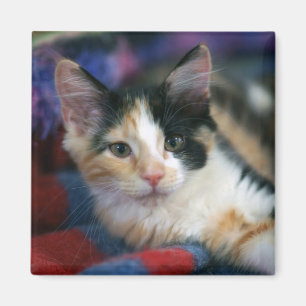 Calico Kitten, plotting Magneet