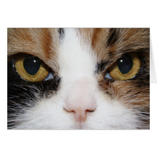 Calico Kitty